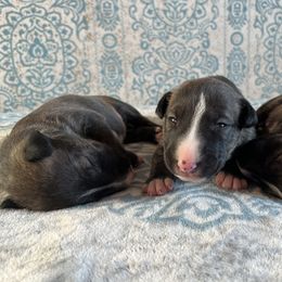 Bull Terrier Puppies from Mark My Words Bull Terriers