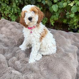Sunday - Parti female Goldendoodle puppy in La Verne, California from Marshall Goldendoodles