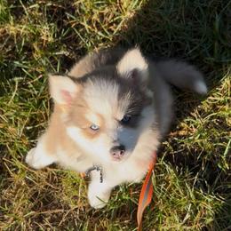 Pomsky Puppies from True North Pomskies