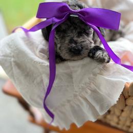 Purple - Merle female Goldendoodle puppy in Ranger, Georgia from Muscadine Meadows Poodles and Doodles