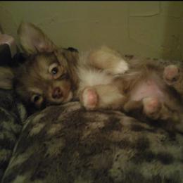 Chihuahua Puppies from Pikanoo Pups