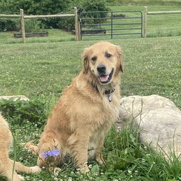 Cheney - Golden Retriever