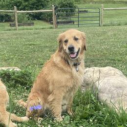 Cheney - Golden Retriever
