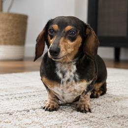 Spotty - Dachshund
