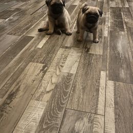 Pug Puppies from The Pugarazzi