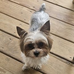 Lucas - Yorkshire Terrier