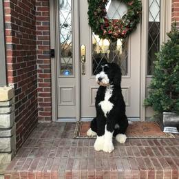 Bernedoodle All Grown Up from Backwoods Bernedoodles