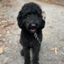 Olive - Labradoodle