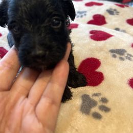 Poodle, Shihpoo, Shih Tzu, Shorkie, and Yorkipoo Puppies from Oodles of Poodles & Doodles