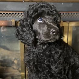 Poodle Puppies from Tails Up Standard Poodles