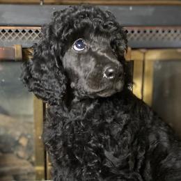Poodle Puppies from Tails Up Standard Poodles