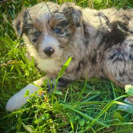 Feliz - Blue merle female Miniature Australian Shepherd puppy in North Lakeport, California from Wild Rose Ranch