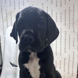 Dozer - Black and white male Great Dane puppy in Liberty, New York from Catskills Greatest Danes