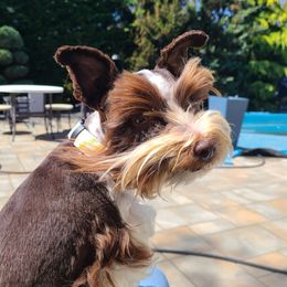 Louie - Miniature Schnauzer