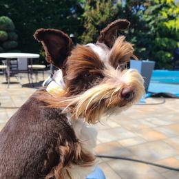Louie - Miniature Schnauzer