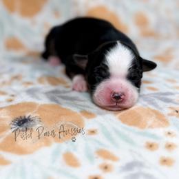 Hulk - Black tri male Toy Australian Shepherd puppy in Liberty Hill, Texas from Pistol Paws Aussies