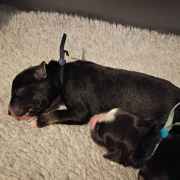 Cobalt (navy blue) - Black tri-color male Australian Shepherd puppy in Okeechobee, Florida from Rothsolid Puppies