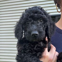 Lily - Black female Goldendoodle puppy in Waterloo, Illinois from Ashly Miller