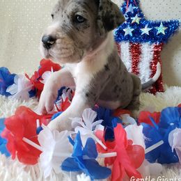 Great Dane Puppies from Gentle Giants of Tennessee Great Danes