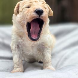 Saffron - Cream male Aussiedoodle puppy in Centreville, Mississippi from Trin's Designer Doodles