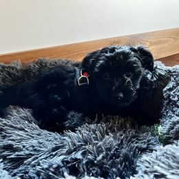 Assorted Doodle Crosses, Double Doodle, Maltipoo, Morkie, and Yorkipoo Puppies from Danza Bolo