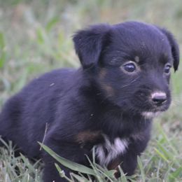 Raven - Dark - Black Tri Female - Black tri female Miniature Australian Shepherd puppy in Gravette, Arkansas from DiamondR Mini Aussies @ DiamondR Farm & Kennel