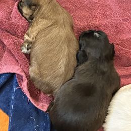 Shih Tzu Puppies from Happy Haven Farm