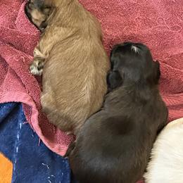Shih Tzu Puppies from Happy Haven Farm