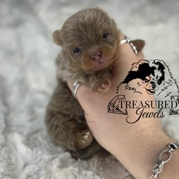 Pomeranian Puppies from Treasured Jewels Pomeranians