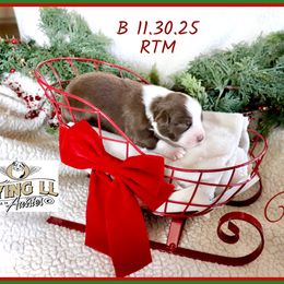 Ussher - Red tri male Miniature Australian Shepherd puppy in Madisonville, Texas from Flying LL Aussies