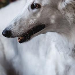 Borzois from Muse Borzoi