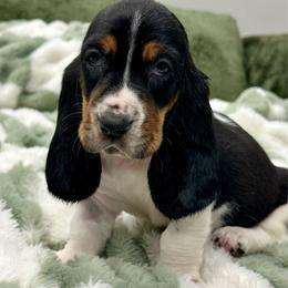 Purple Collar - Black white and brown female Basset Hound puppy in Logan, Utah from Cache Valley Bassets