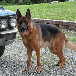 GEORGE - German Shepherd