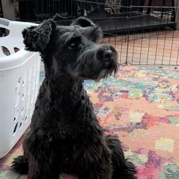 Eclipse - Miniature Schnauzer
