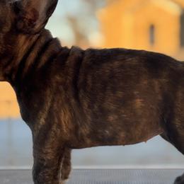 French Bulldogs from OKAmerica kennels