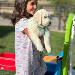 Golden Retriever and Jack Russell Terrier Puppies from Shelby Burleson's Golden Retrievers and Jack Russell Terriers