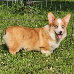 Paul - Red merle and white male American Corgi puppy in Dunbar, Nebraska from Vintage Corgis