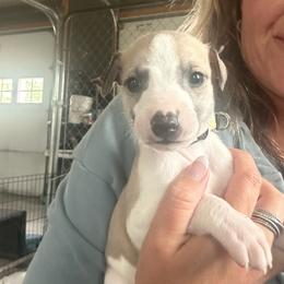 Tan - White and fawn male Whippet puppy in Corry, Pennsylvania from Sara's Whippets