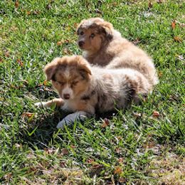 Aussiedoodle, Australian Shepherd, Bernedoodle, Cockapoo, and Poodle Puppies from Sis' Doodles & Poodles