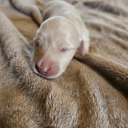Dolly - Cream female Dachshund puppy in Lebanon, Oregon from Willow Moons Dachshunds
