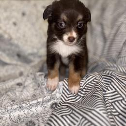 Toy Australian Shepherd Puppies from Carlsbad Toy Aussies