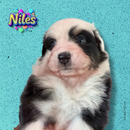 NILES - Blue Merle Male - Blue merle male Australian Shepherd puppy in Gainesville, Texas from Lady Luck Aussies