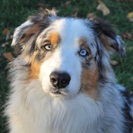 Riot - Australian Shepherd
