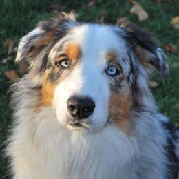 Riot - Australian Shepherd