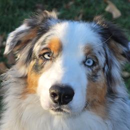 Riot - Australian Shepherd