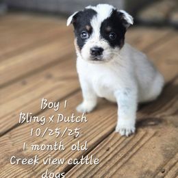 Boy 1 - Blue male Australian Cattle Dog puppy in Monroe, North Carolina from Creek View Cattle Dogs