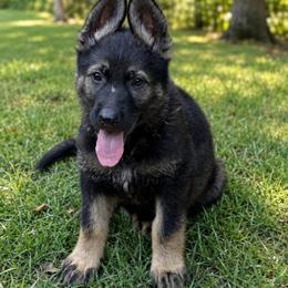 Gunner - Sable male German Shepherd puppy in London, Kentucky from Kentucky Bluegrass Wirehair Dachshunds
