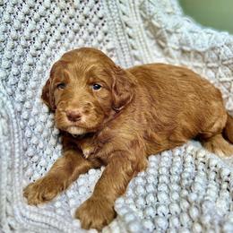 Clover - Red  male Goldendoodle puppy in Stockton, California from Port City Doodles