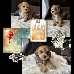 Poodle Puppies from Emerald City Poodles & Doodles