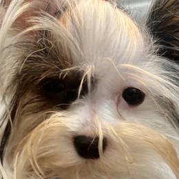 Tequila - Biewer Terrier